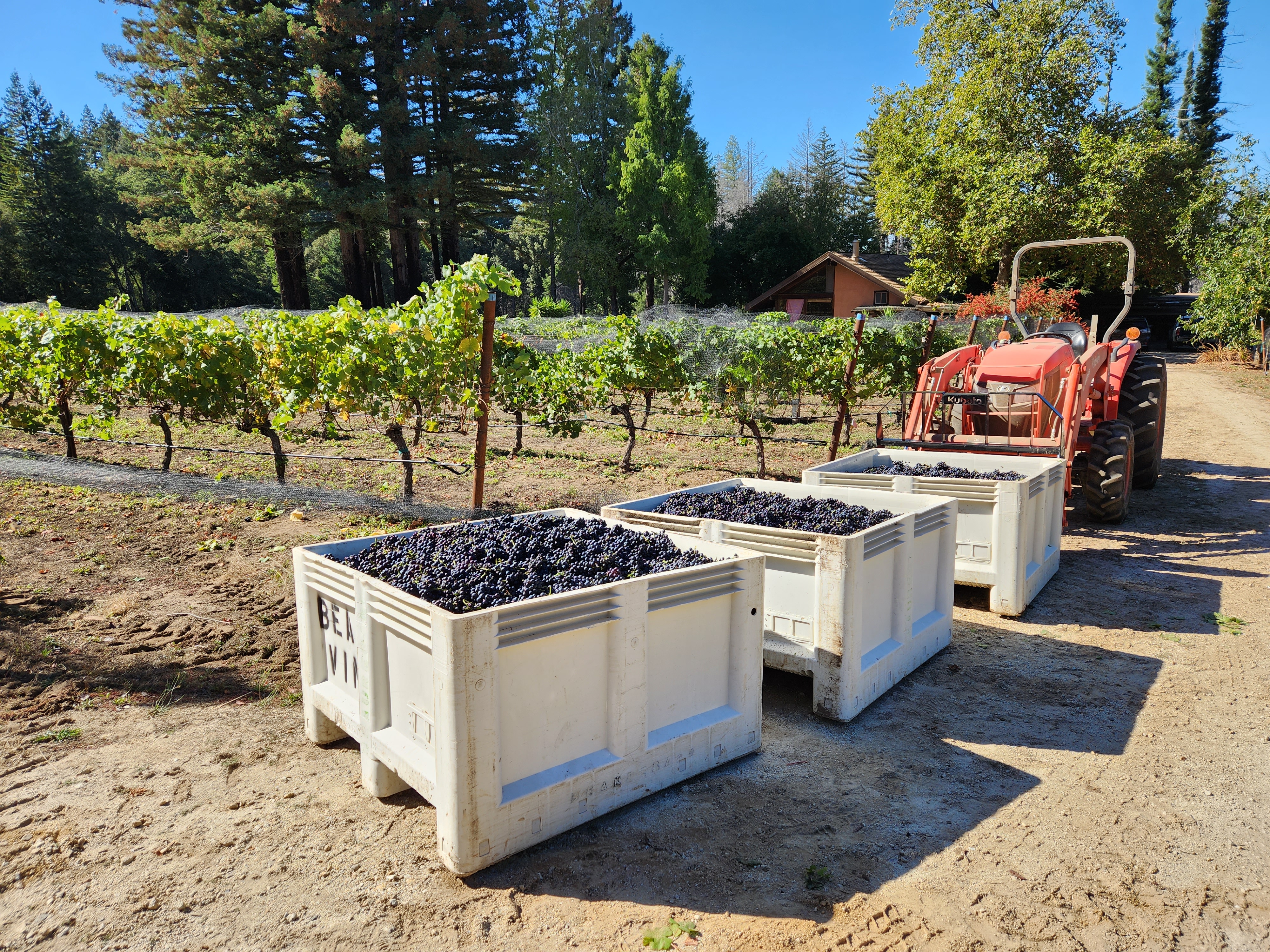 McHenry Vineyard 2023 Harvest