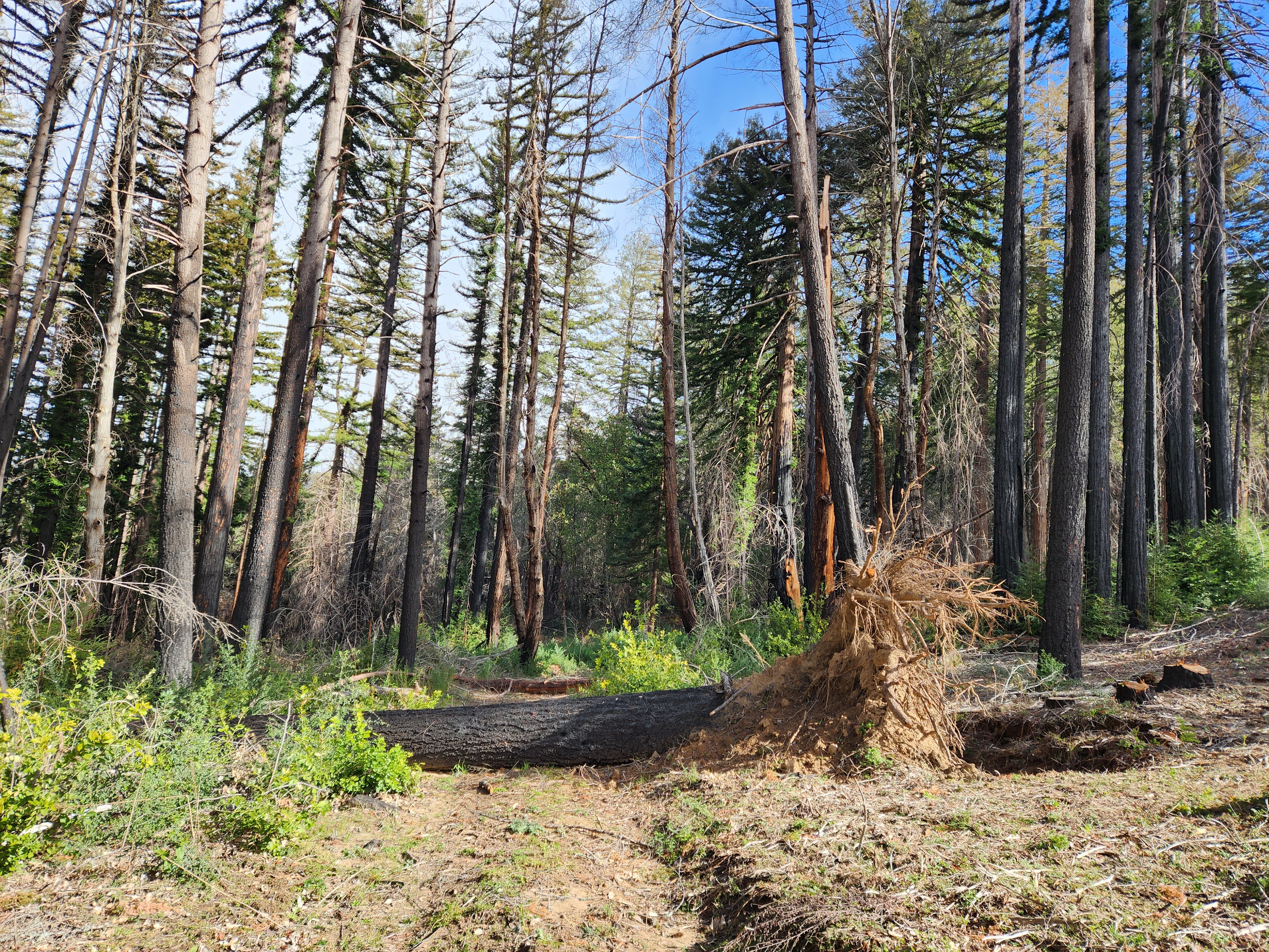 McHenry Vineyard 2023 Tree Down 1