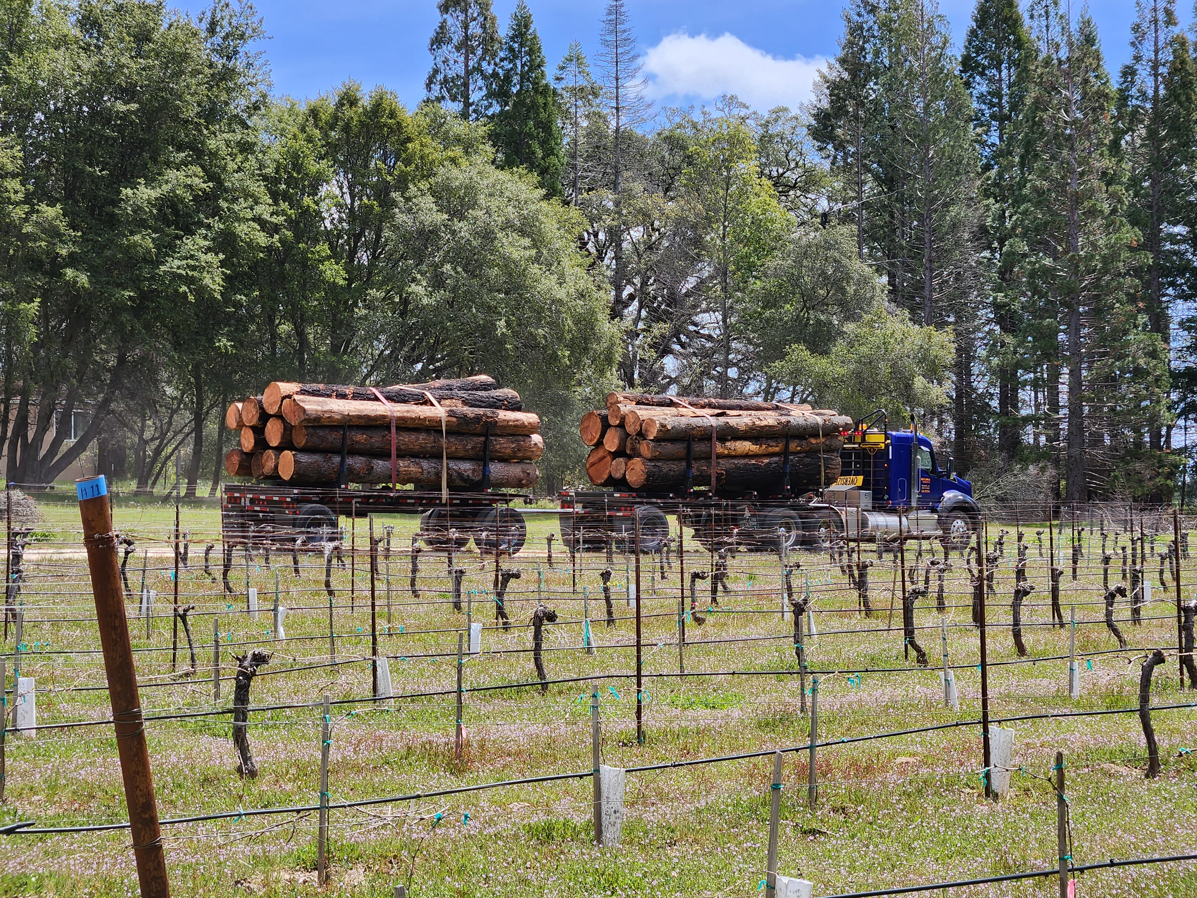 McHenry Vineyard 2023 Hauling Trees