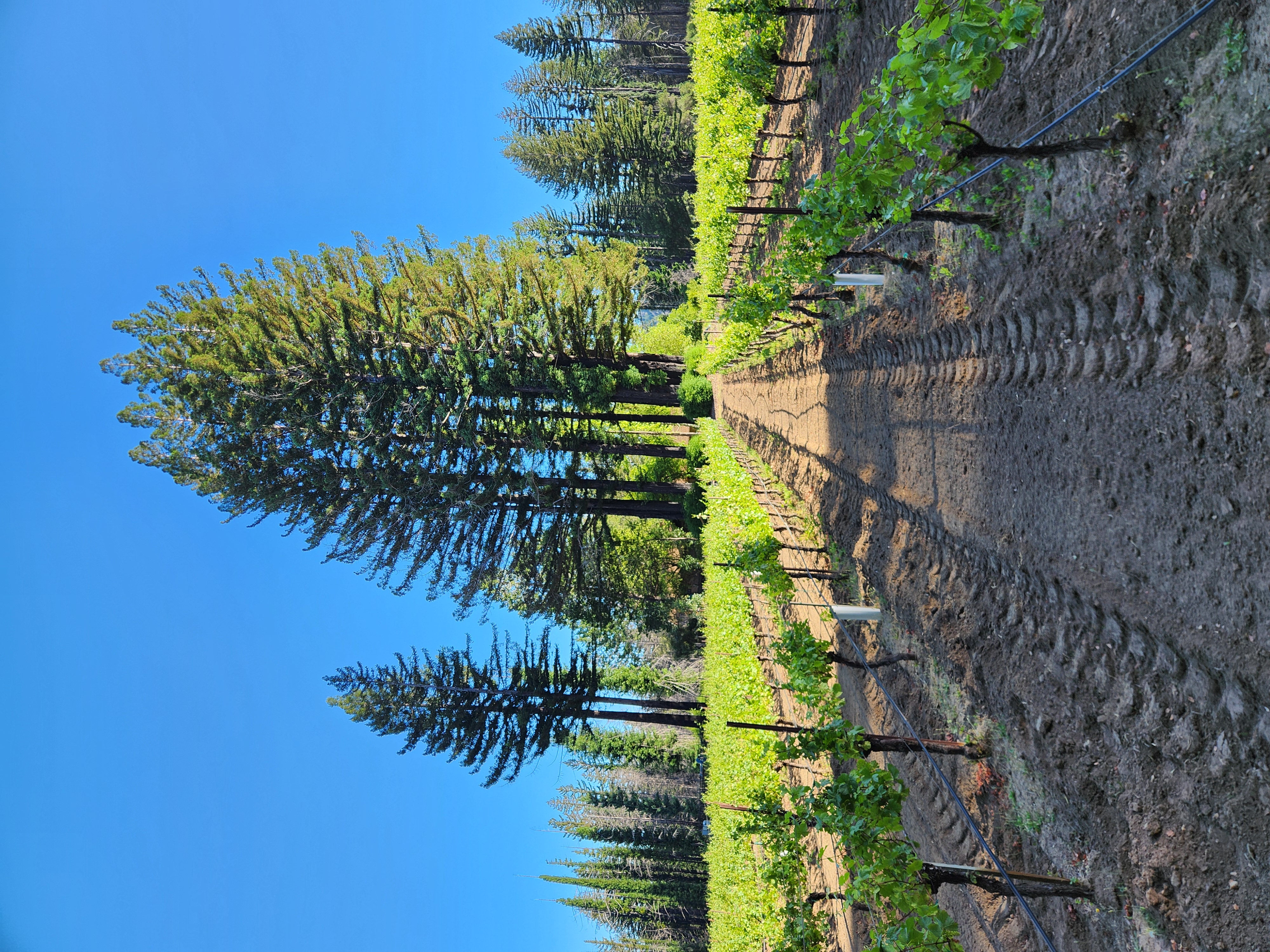 McHenry Vineyard Tools of the Trade