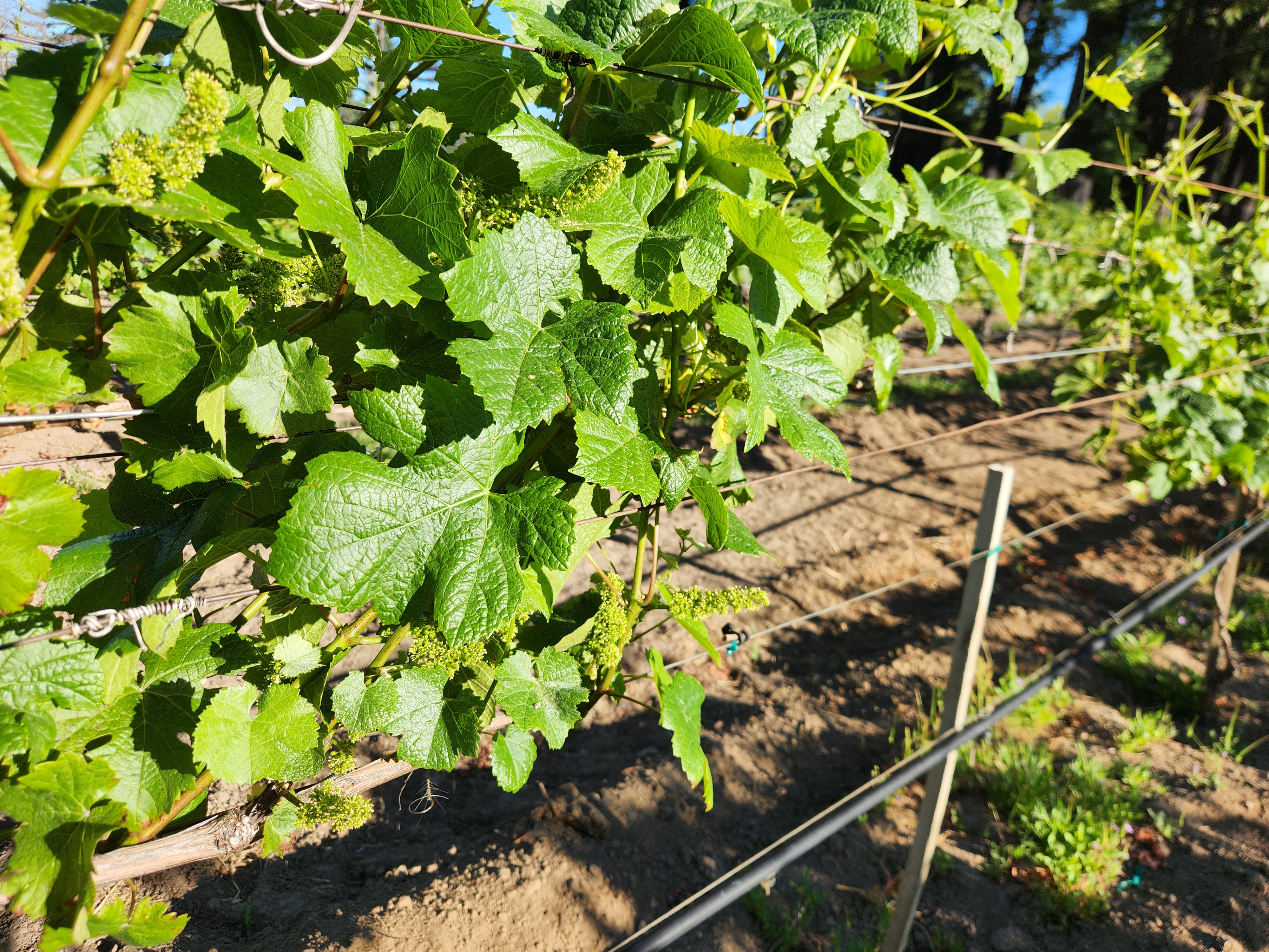 McHenry Vineyard 2024 Bloom