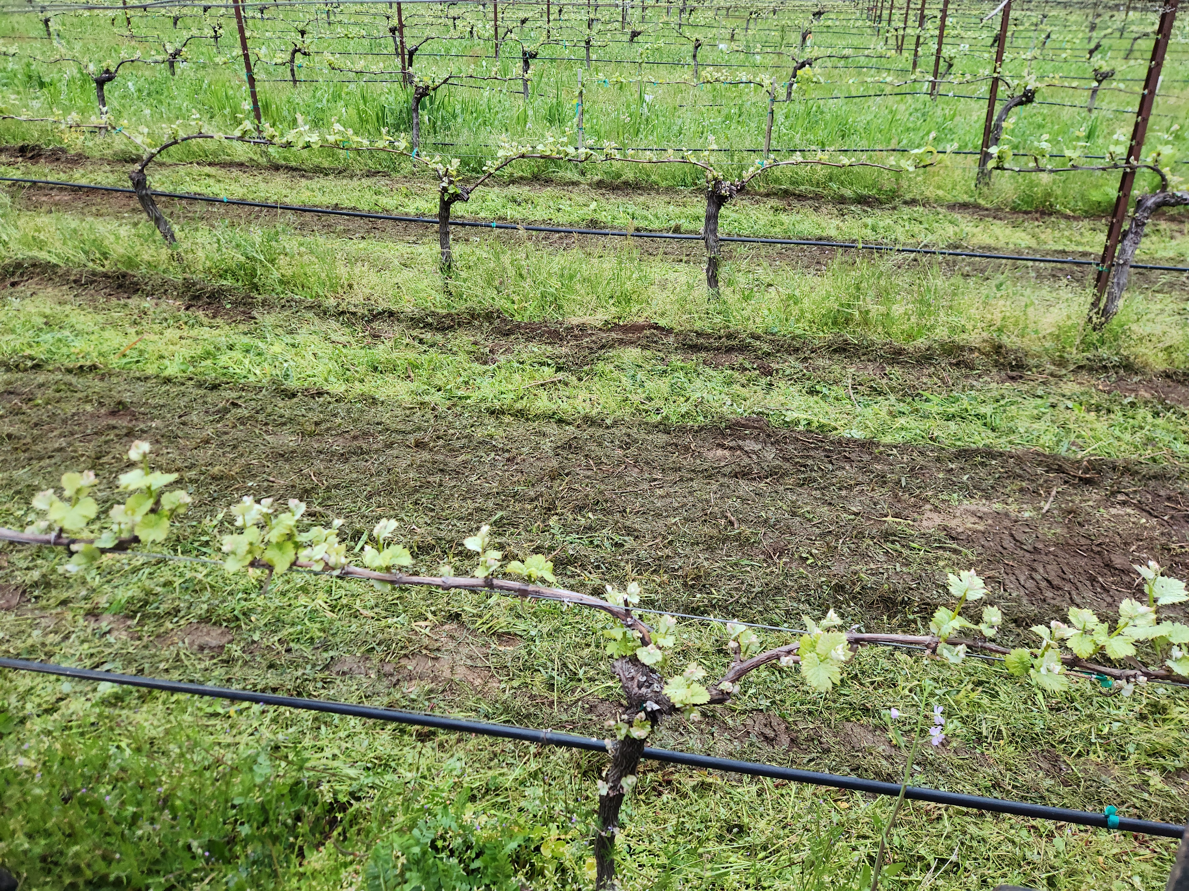 2024 Bud Break at McHenry Vineyard