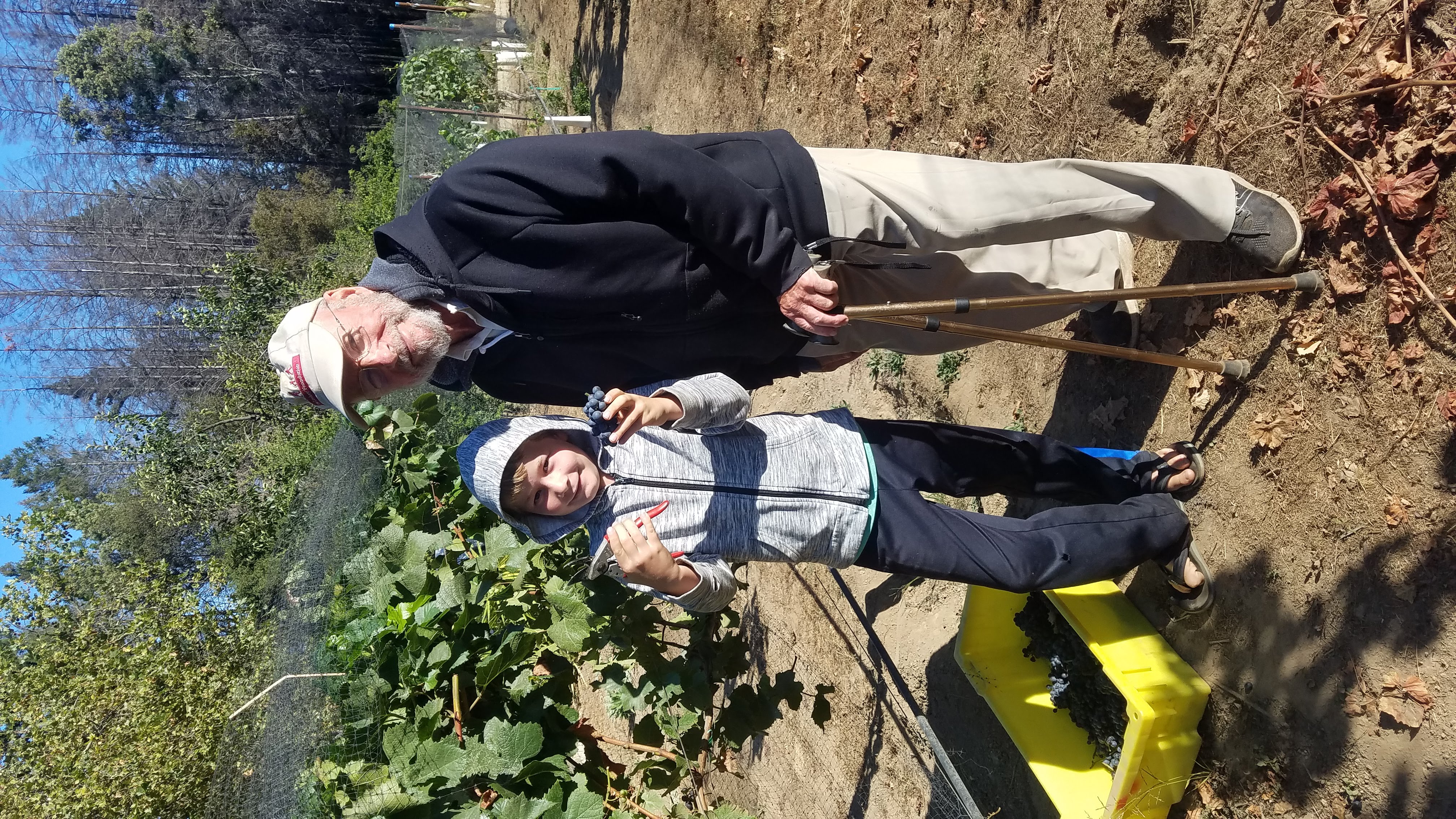 McHenry Vineyard 2022 Harvest Grandpa