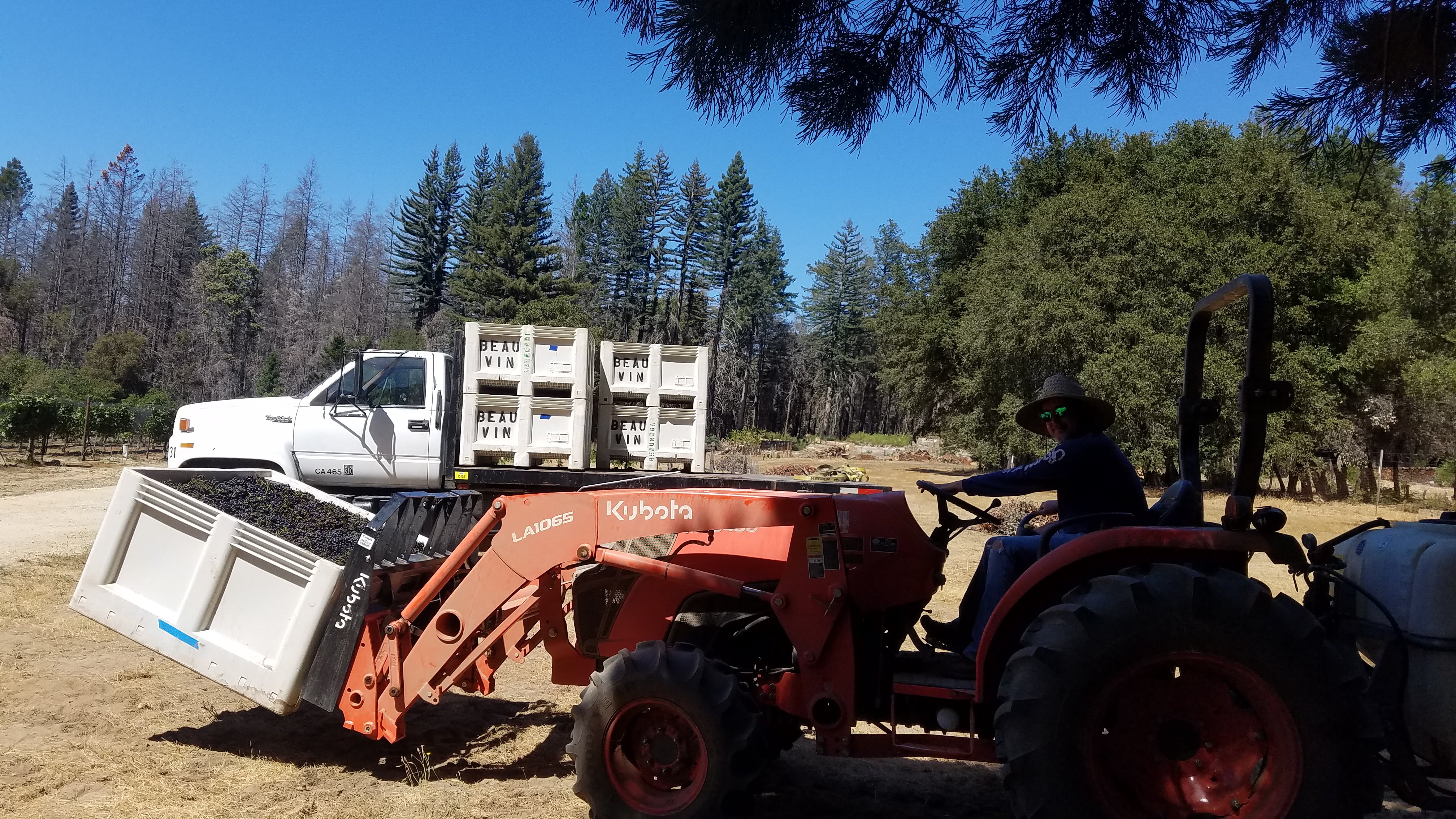 McHenry Vineyard 2022 Harvest Loading