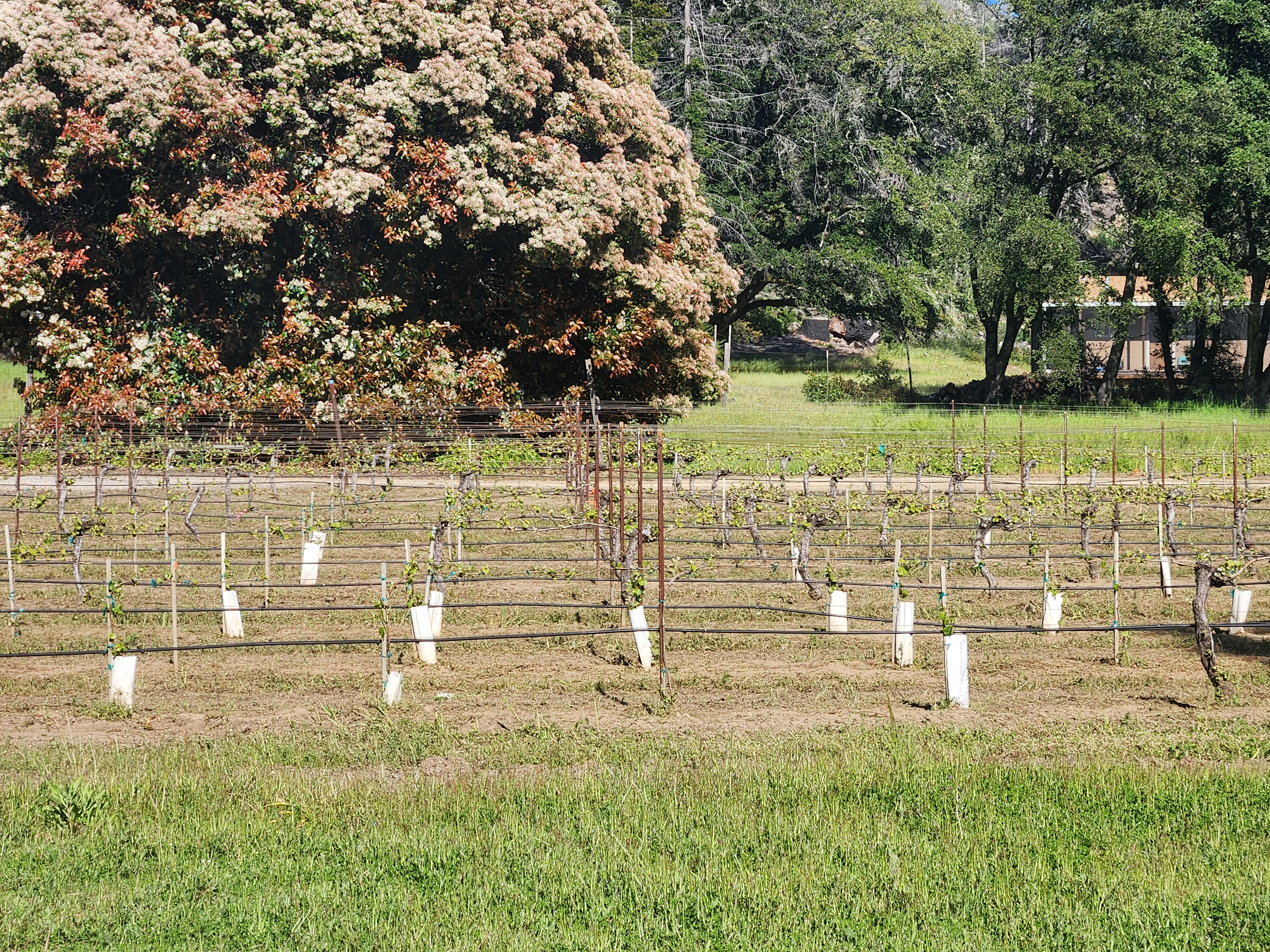 2024 Late Spring Vineyard