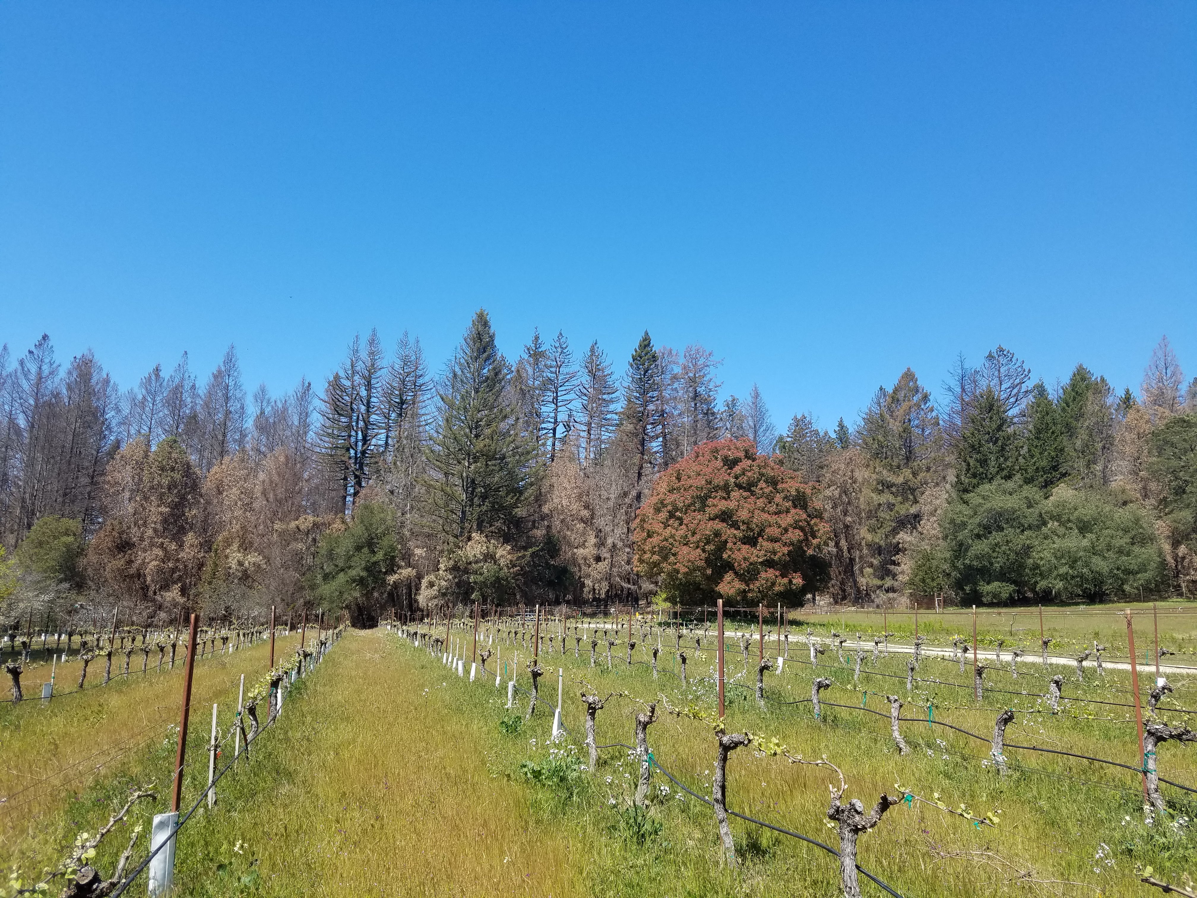 McHenry Vineyard 2021 Vineyard