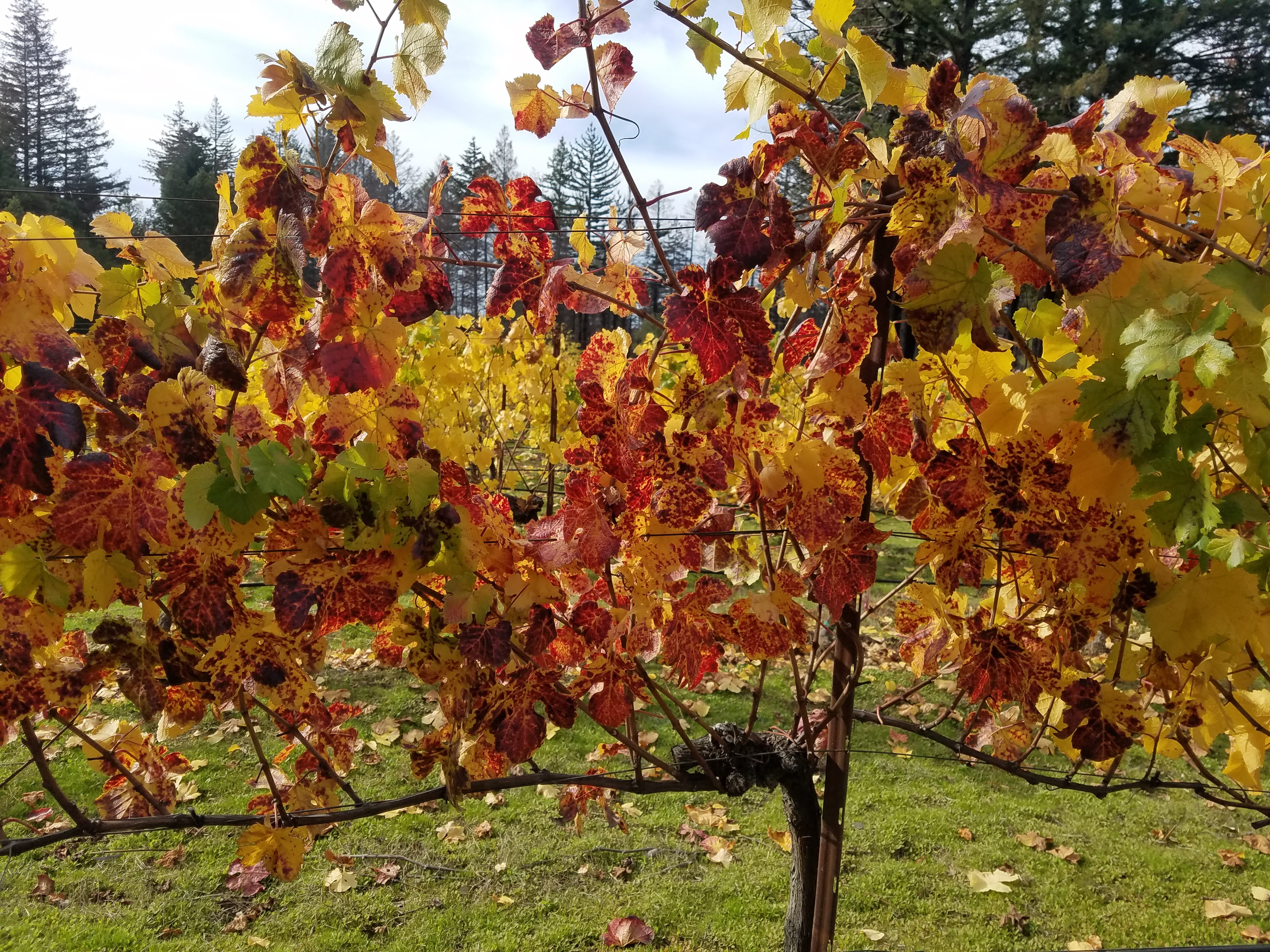 McHenry Vineyard 2021 Vine