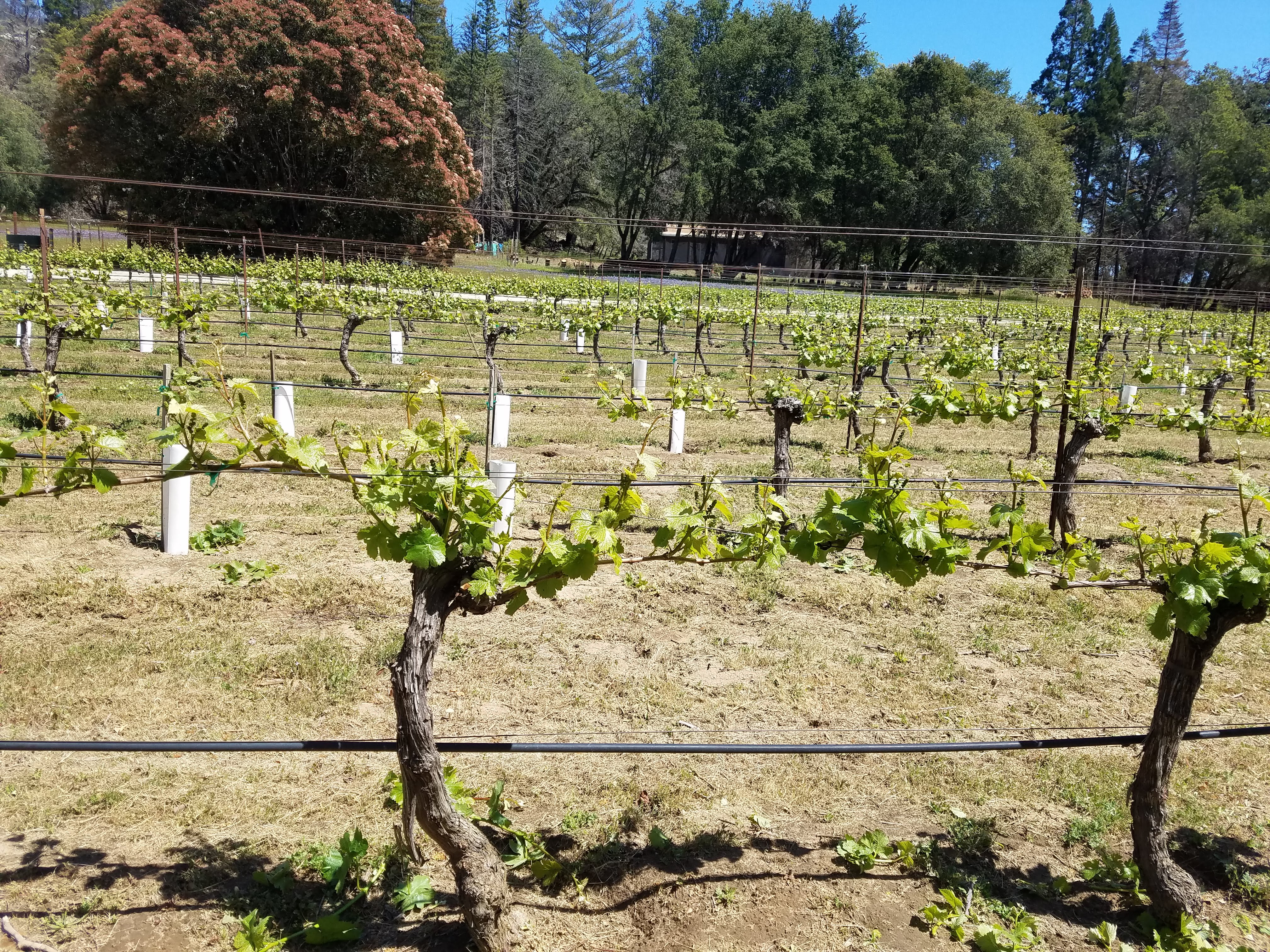 McHenry Vineyard 2022 Vineyard