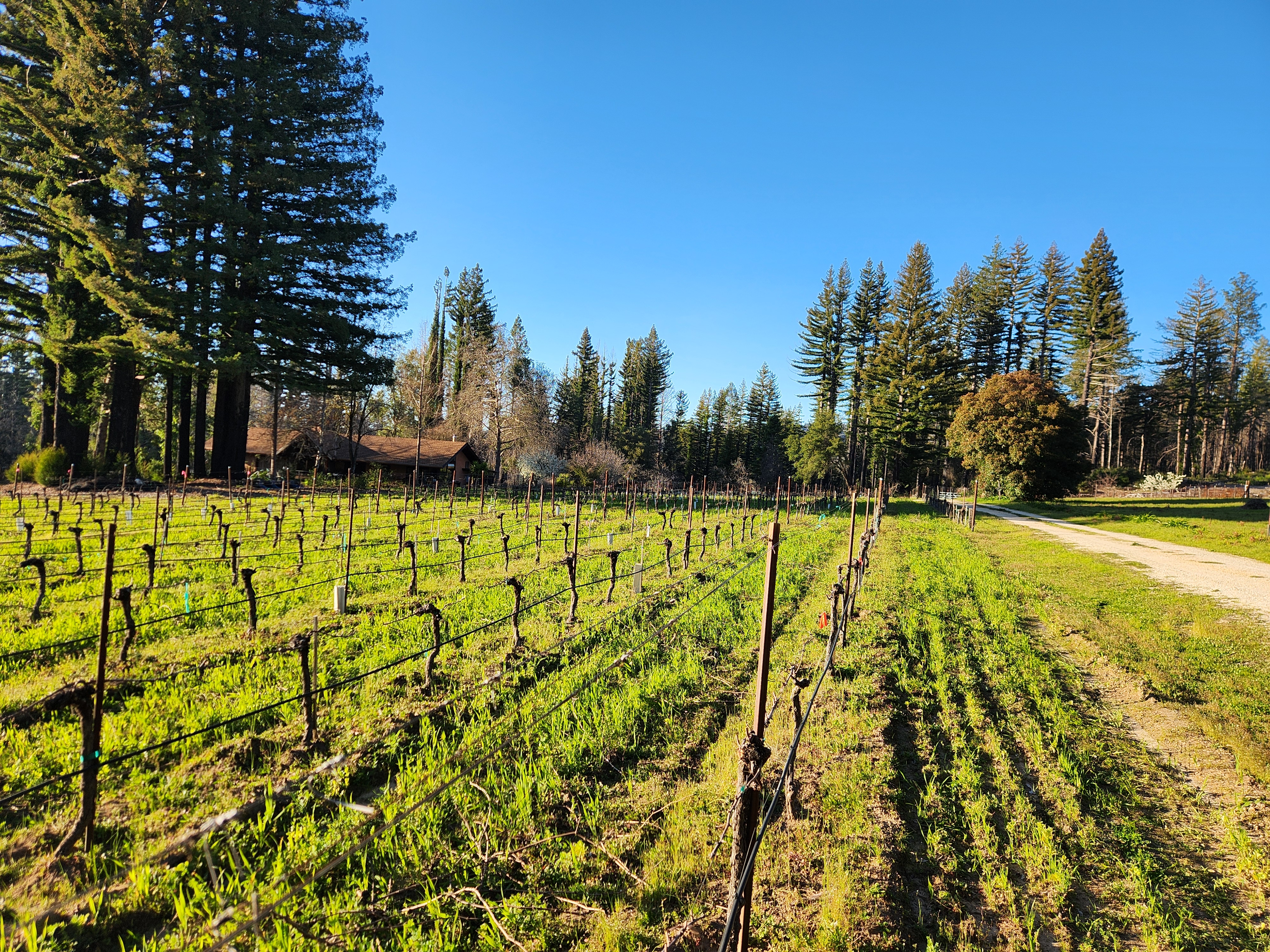 McHenry Vineyard Spring 2024