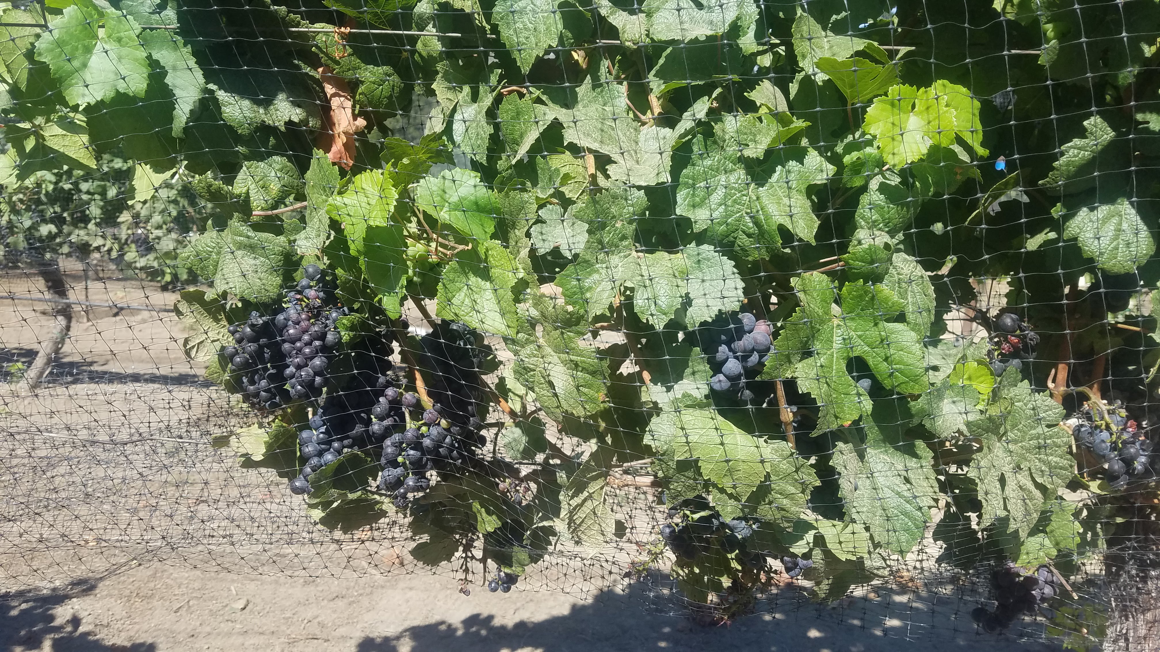 McHenry Vineyard 2022 Ripening