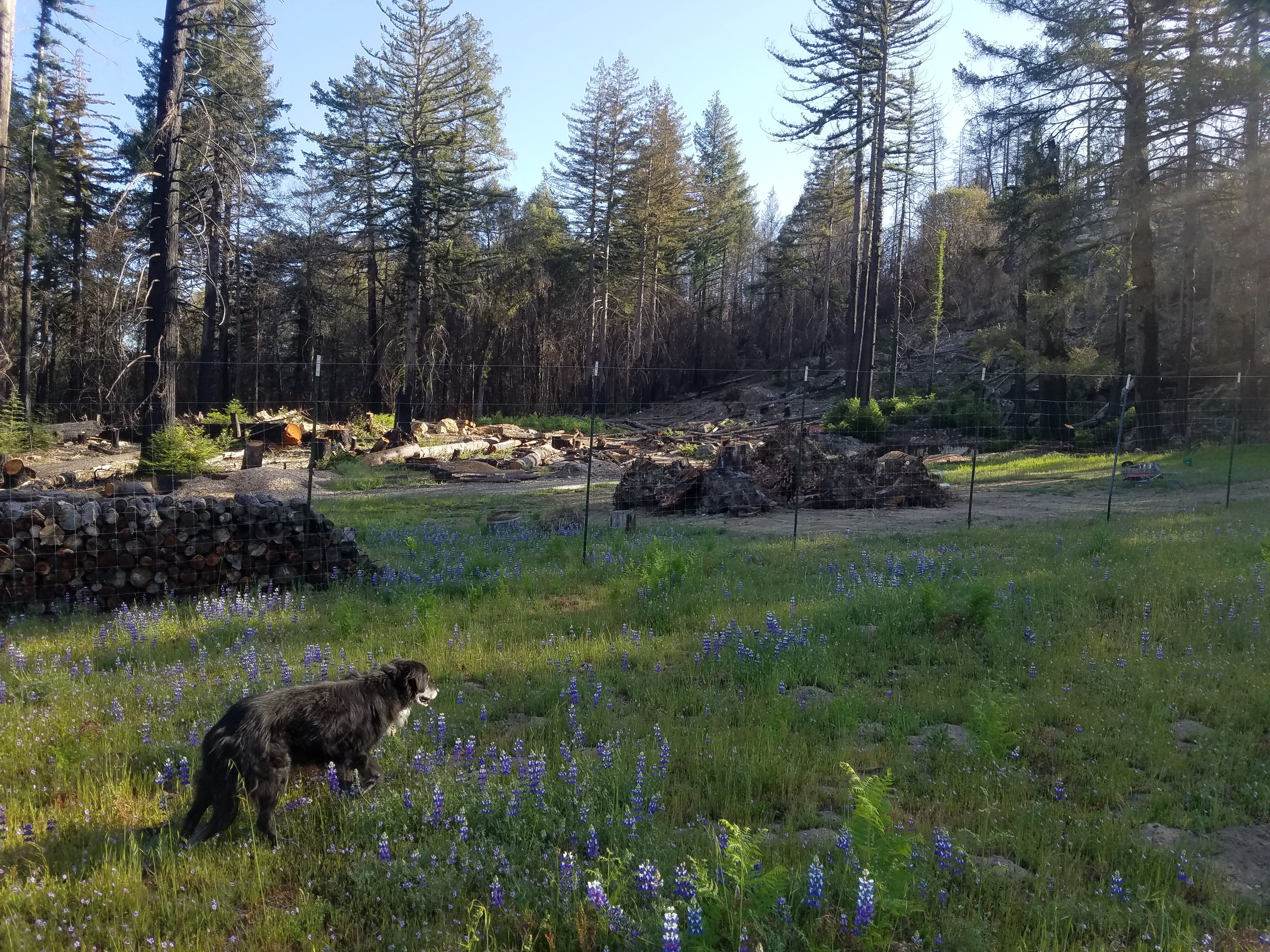 McHenry Vineyard CZU Trees Winery Site Spring 2022