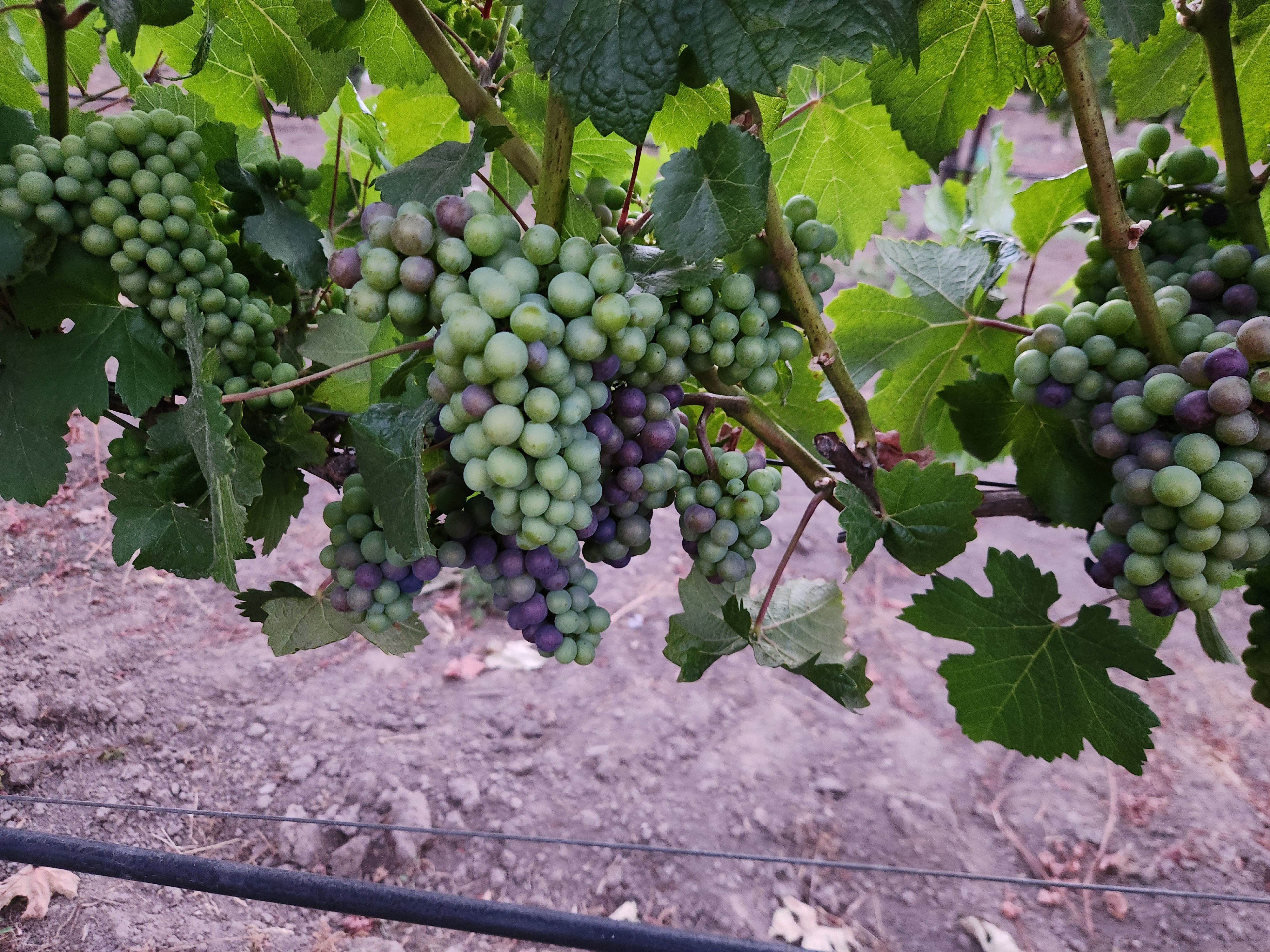 McHenry Vineyard 2024 Verasion