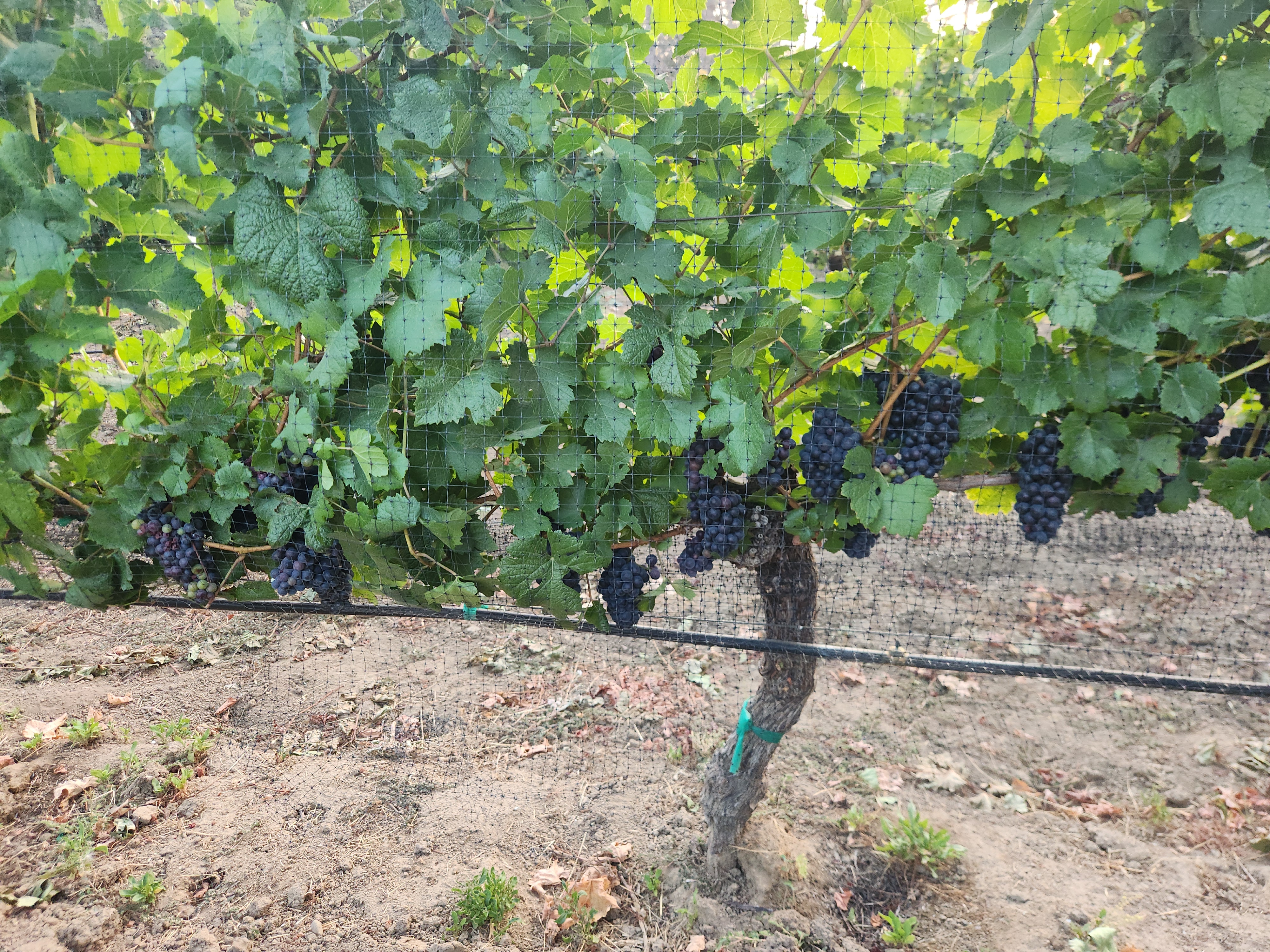 Vineyard Netting